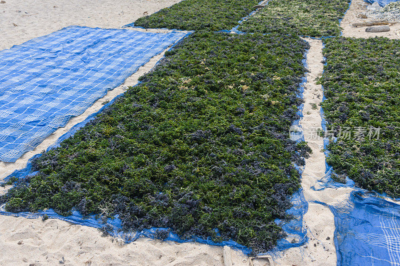 在Nusa lemongan收获的海藻干燥